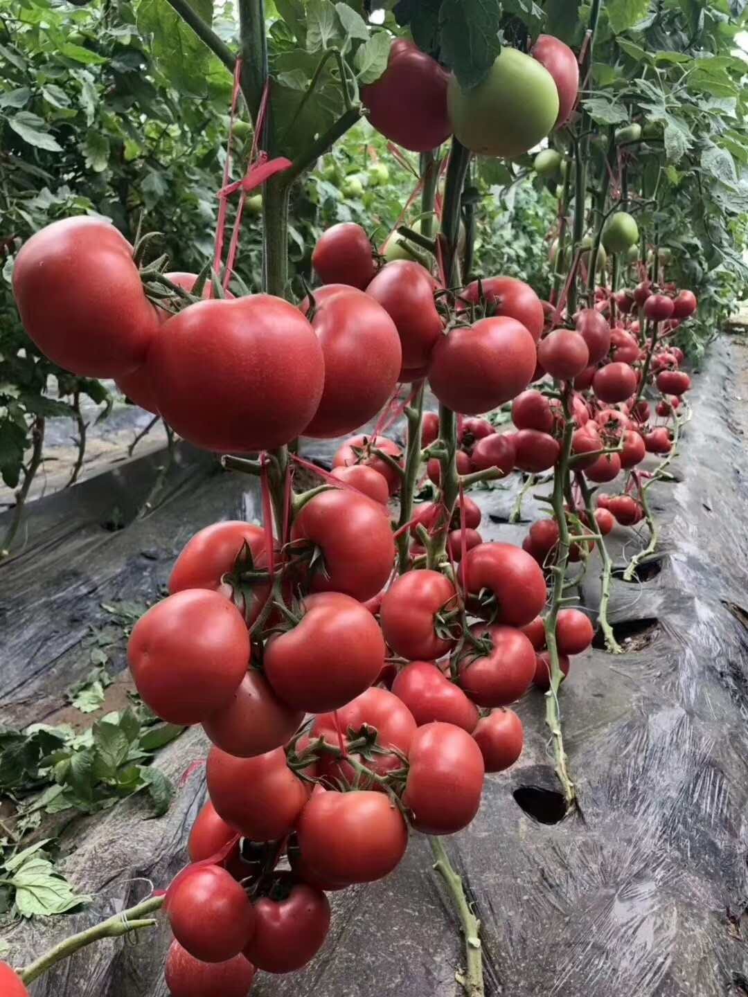 资兴微信小程序怎么开发，从入门到精通