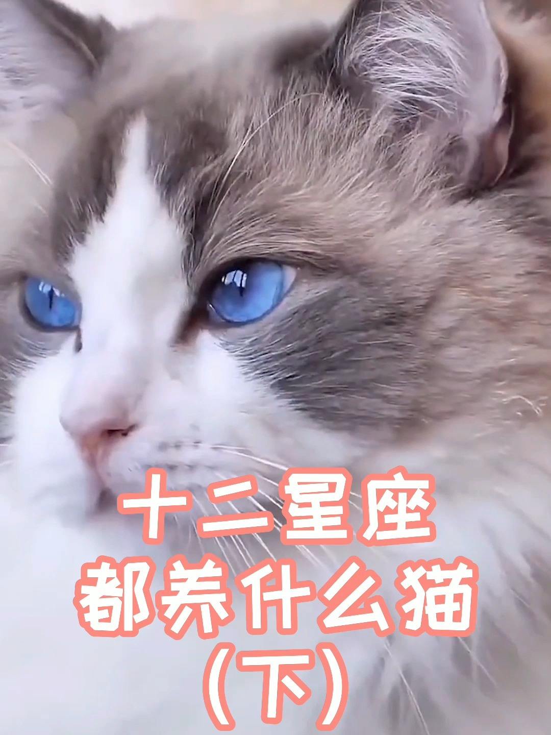 十二星座最适合养的猫 十二星座最适合养的猫咪