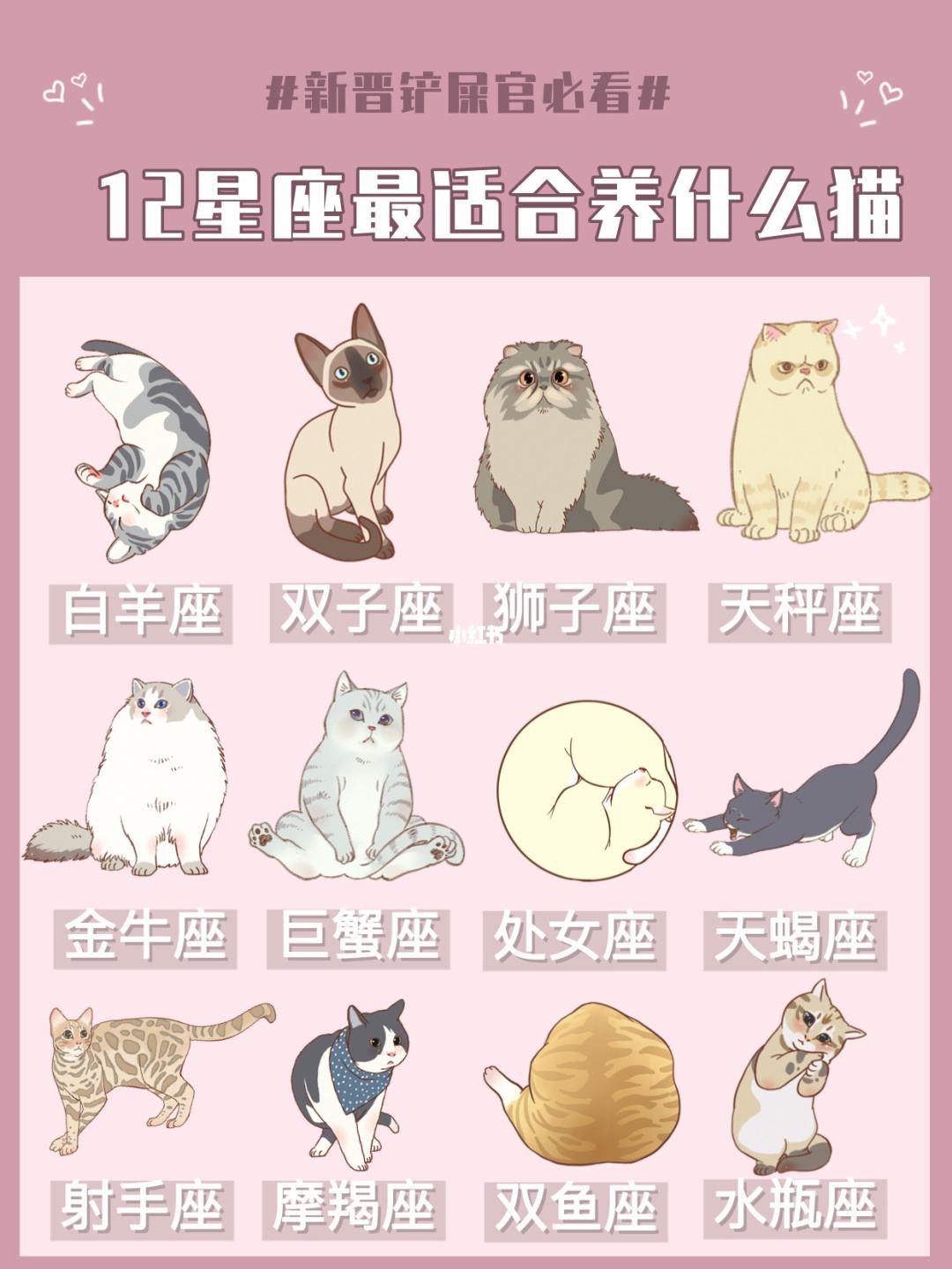 十二星座最适合养的猫 十二星座最适合养的猫咪