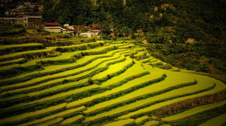 收割中的田园风景 收割中的田园风景解析