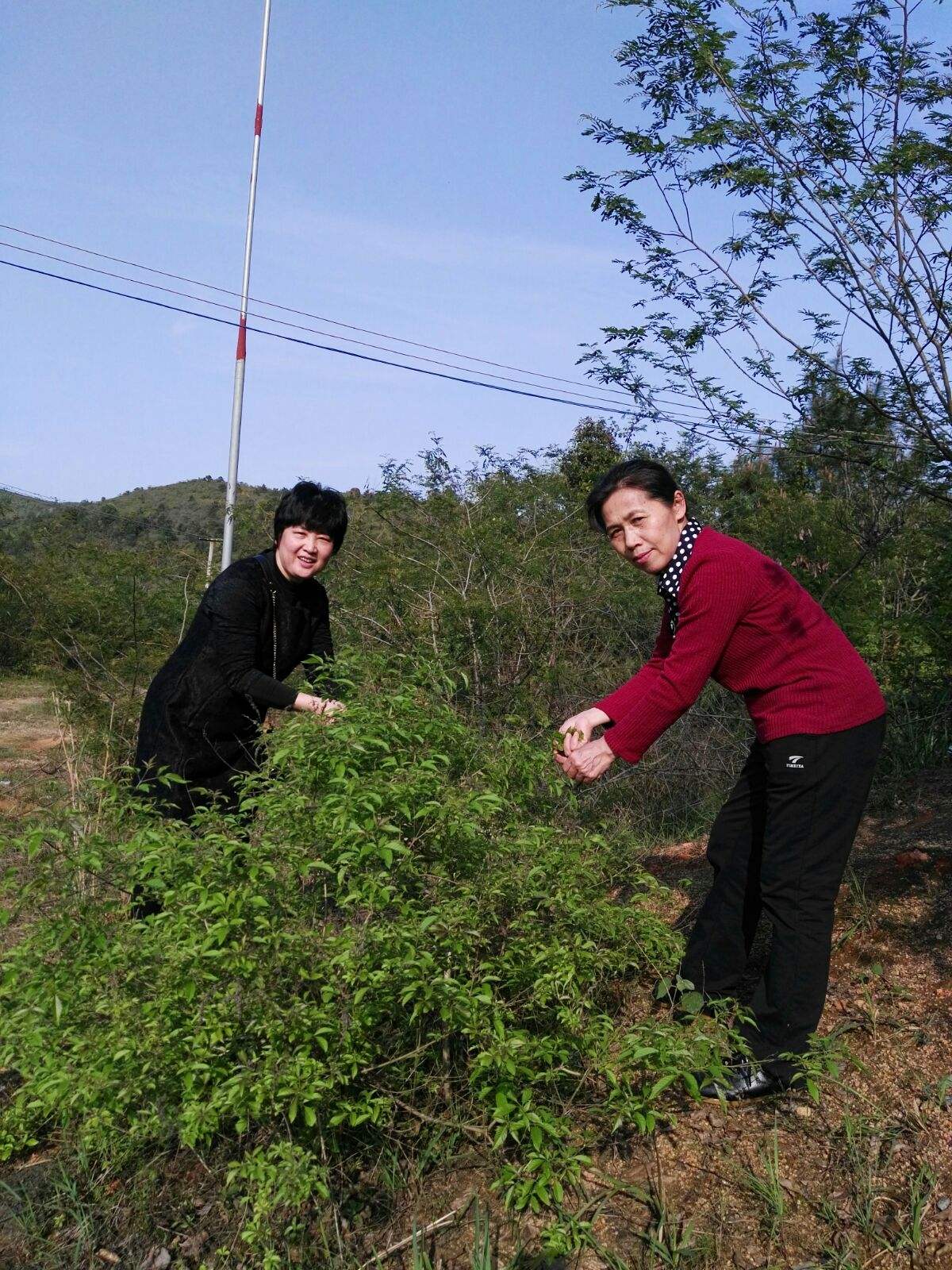 布惊草 布惊草头的功效与作用