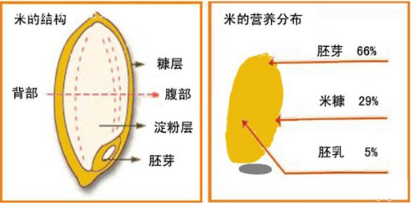 大米营养价值 东北大米营养价值