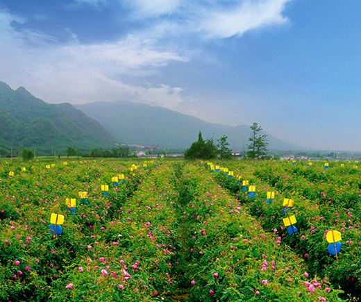 绵竹风景景点 绵竹风景景点图片