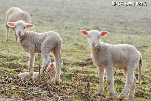 59期开什么生肖 去年56期开什么生肖