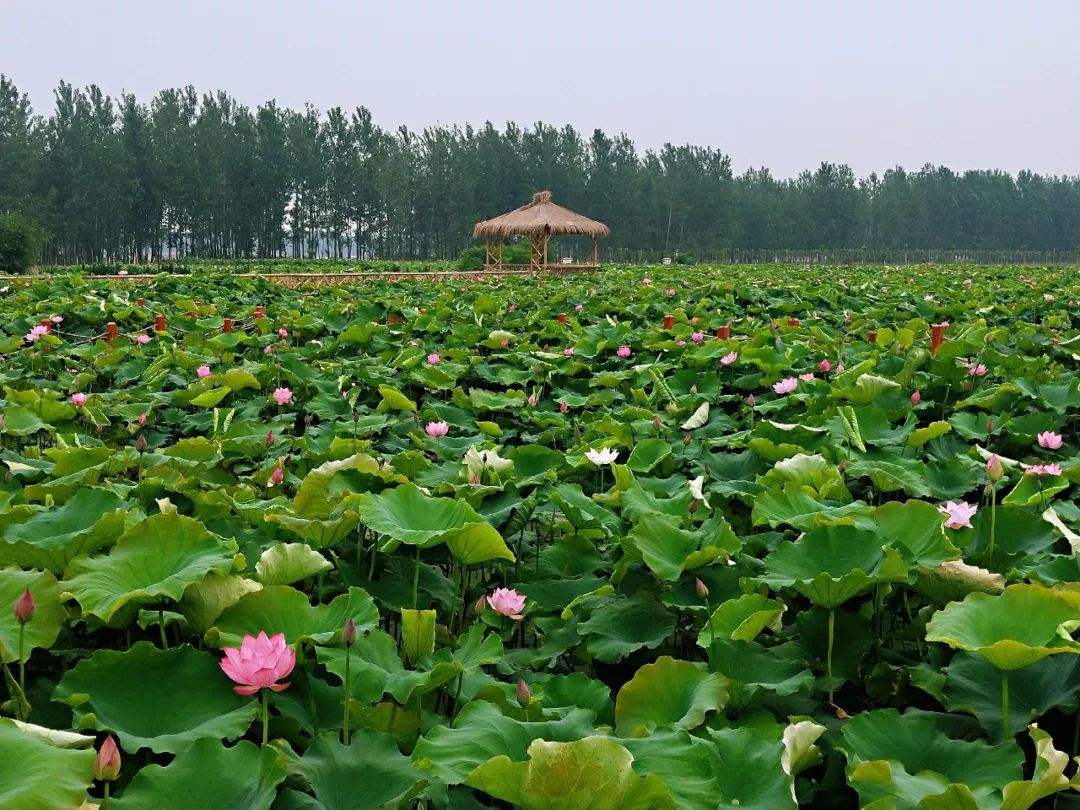 新蔡附近景点 新蔡附近景点有哪些