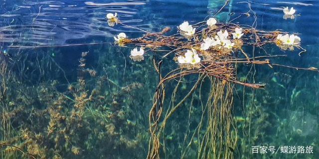 水性杨花打一生肖 水性杨花打一生肖是什么