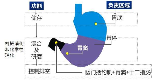 营养胃的动脉有哪些 属于营养胃的动脉有哪些