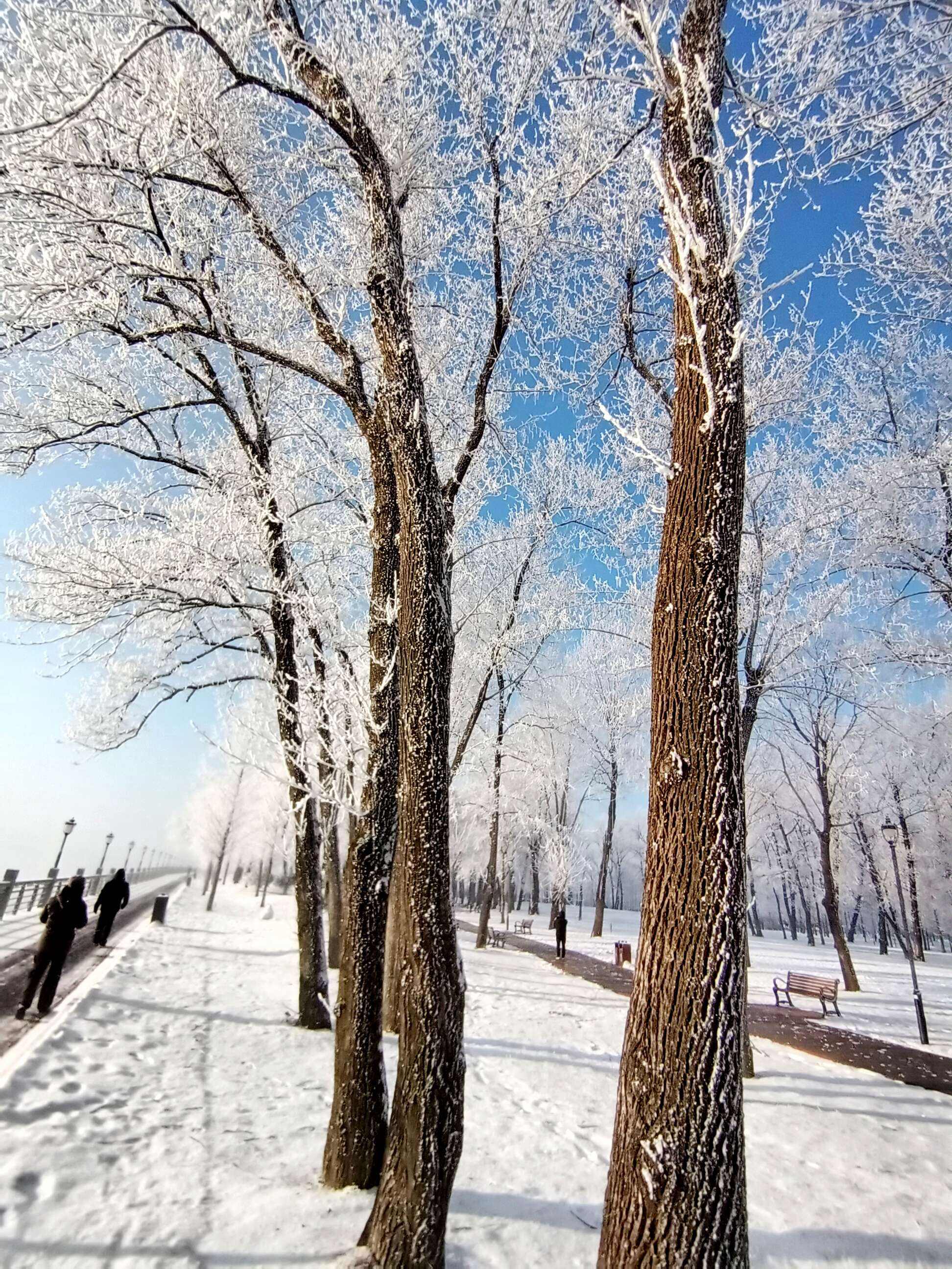 白雪初融是什么生肖 大雪纷飞一片白代表什么生肖