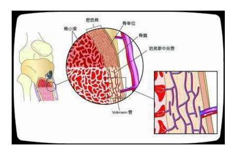 骨髓的营养 骨髓的营养从哪里来