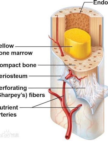 骨髓的营养 骨髓的营养从哪里来