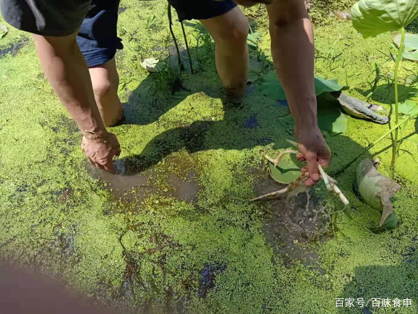 田里卖劳的是什么生肖 欲钱买耕田劳作的动物打一生肖