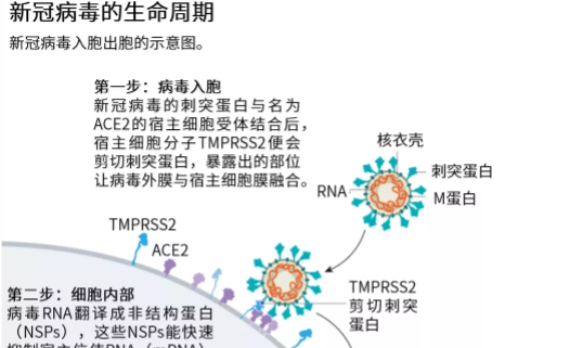 新冠病毒公式 新冠病毒编号规则