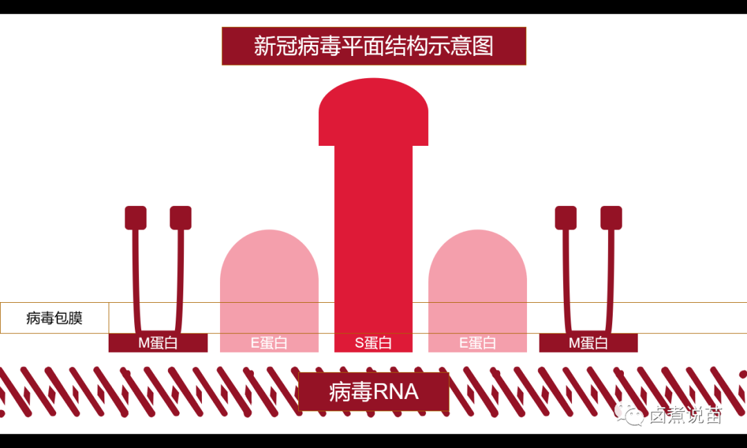 新冠病毒的常见来源 新冠病毒的来源是什么