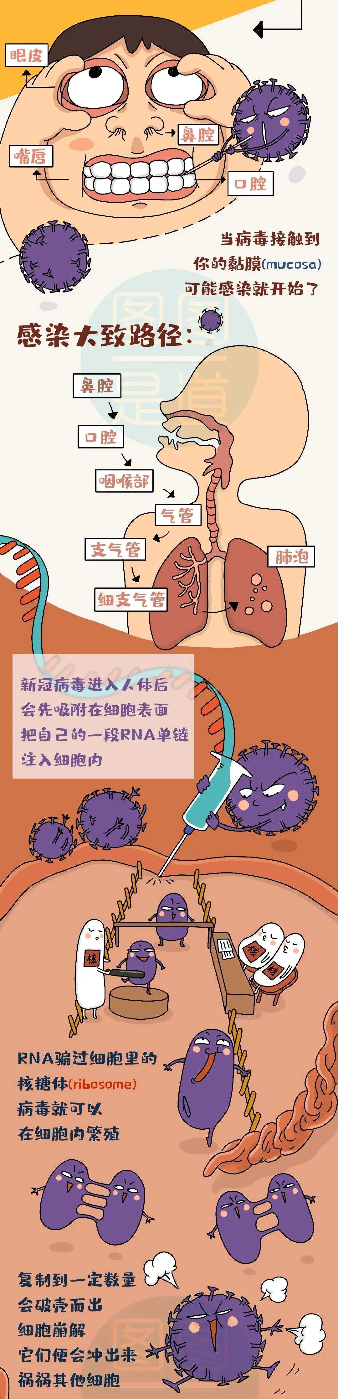 感染新冠病毒多久会传染 感染新冠病毒多久会传染性强