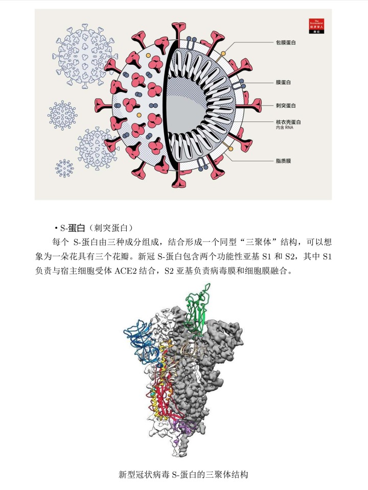 新冠病毒种类传染力 新冠病毒种类传染力排名