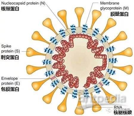 新冠病毒和非典基因区别 新冠病毒和非典病毒有什么区别