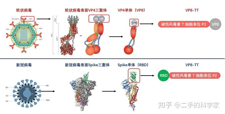 新冠病毒疫苗研发机制 新冠病毒疫苗研发机制是什么