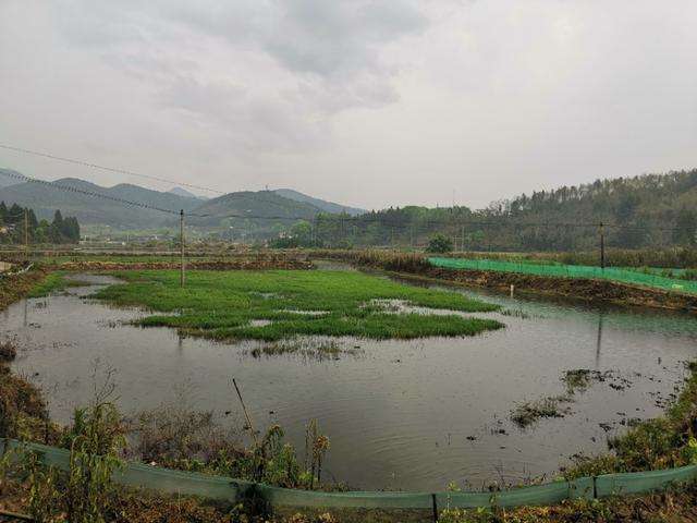 湖南小龙虾养殖基地 湖南小龙虾养殖基地批发