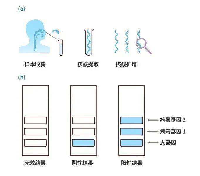 新冠病毒金标准诊断方法 新冠病毒金标准诊断方法有哪些