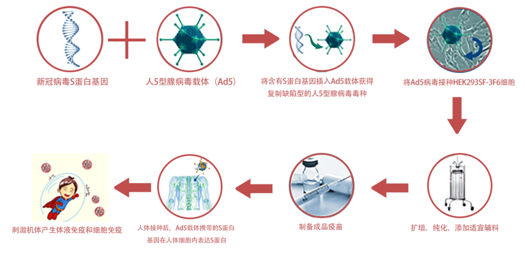 新冠病毒编码蛋白机制 新冠病毒通过自身何种蛋白