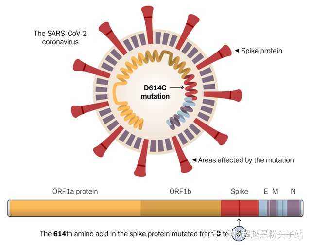 新冠病毒主要变异命名 新冠病毒的变异病毒叫什么名字