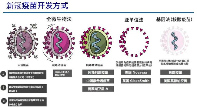 是新冠病毒变异毒株 新冠病毒变异毒株IHU