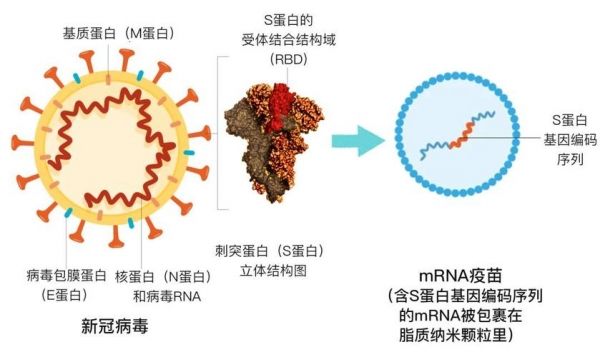 新冠病毒xe的毒性 新冠病毒xe的毒性有多大