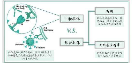 新冠病毒igm抗体偏高 新冠抗体igm高是什么原因