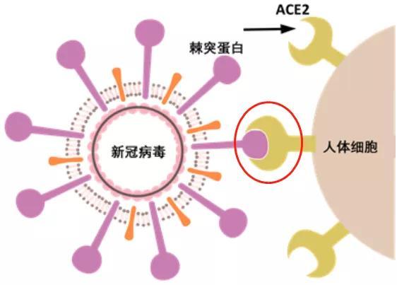 得了新冠病毒自测图片 得了新冠病毒自测图片怎么看