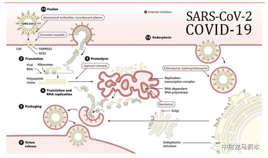 新冠病毒转录与复制 新冠病毒转录复制的完整组成形式