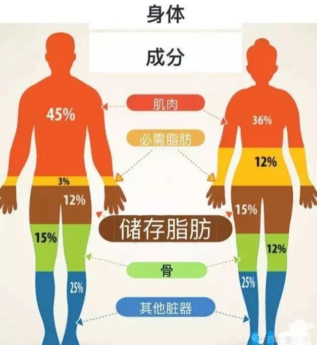 减肥增肌方案 增肌减脂健身计划