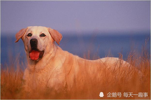 属狗70年是什么命 70年属狗的属于什么命