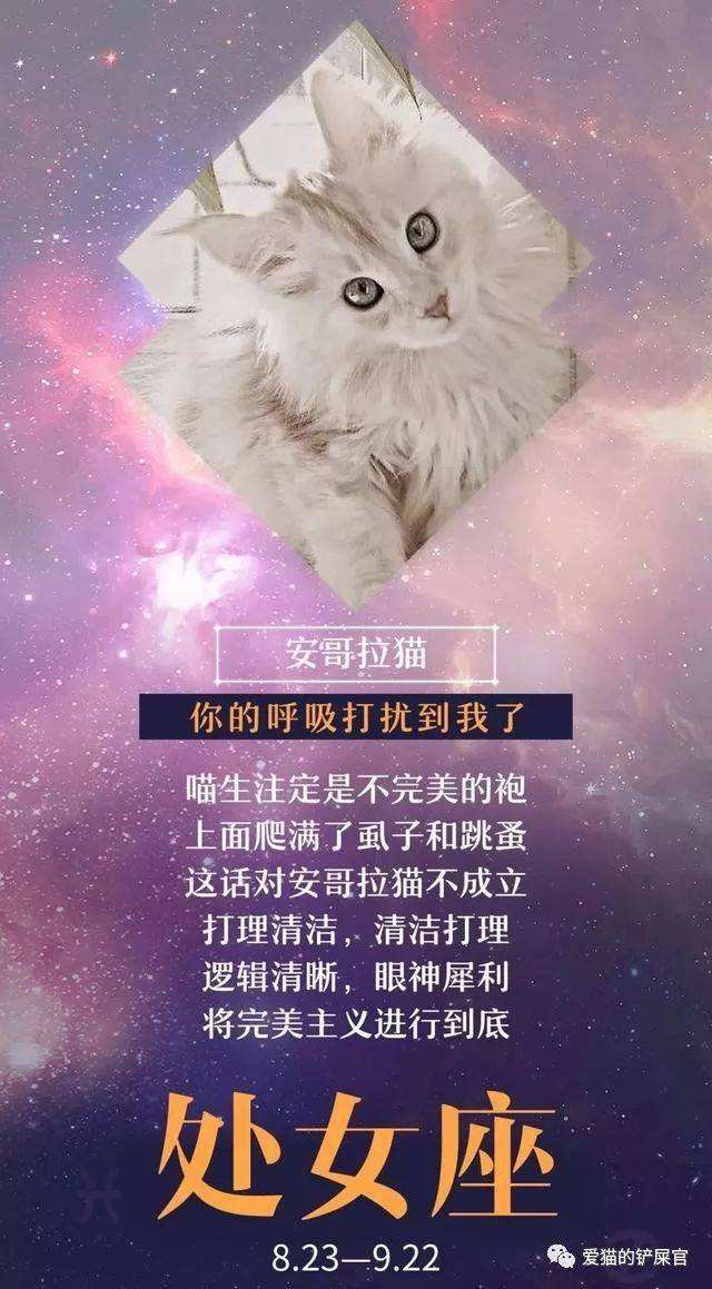 哪个星座最像猫(十二星座谁最像猫)