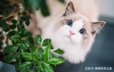 最像猫的星座(最像猫的星座女)