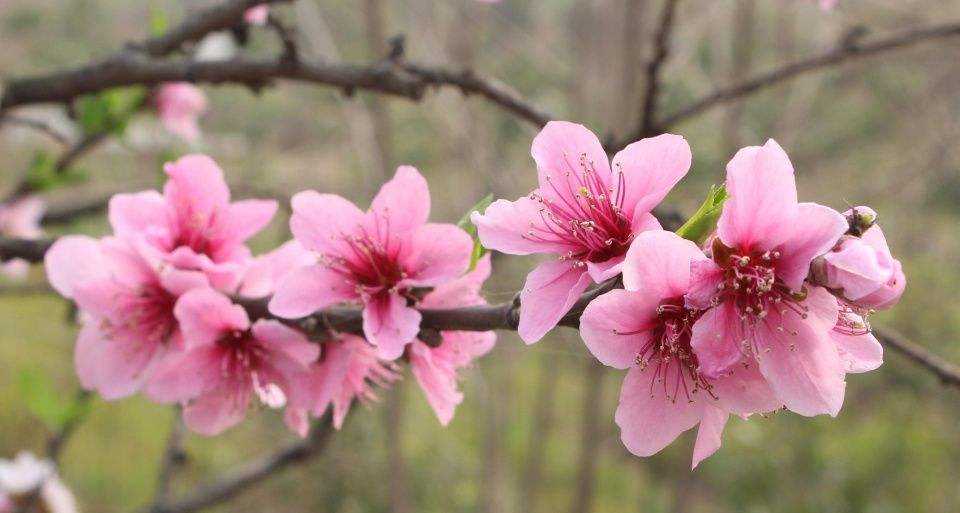 十二生肖桃花劫图片年龄表(十二生肖的桃花劫年龄图片表)